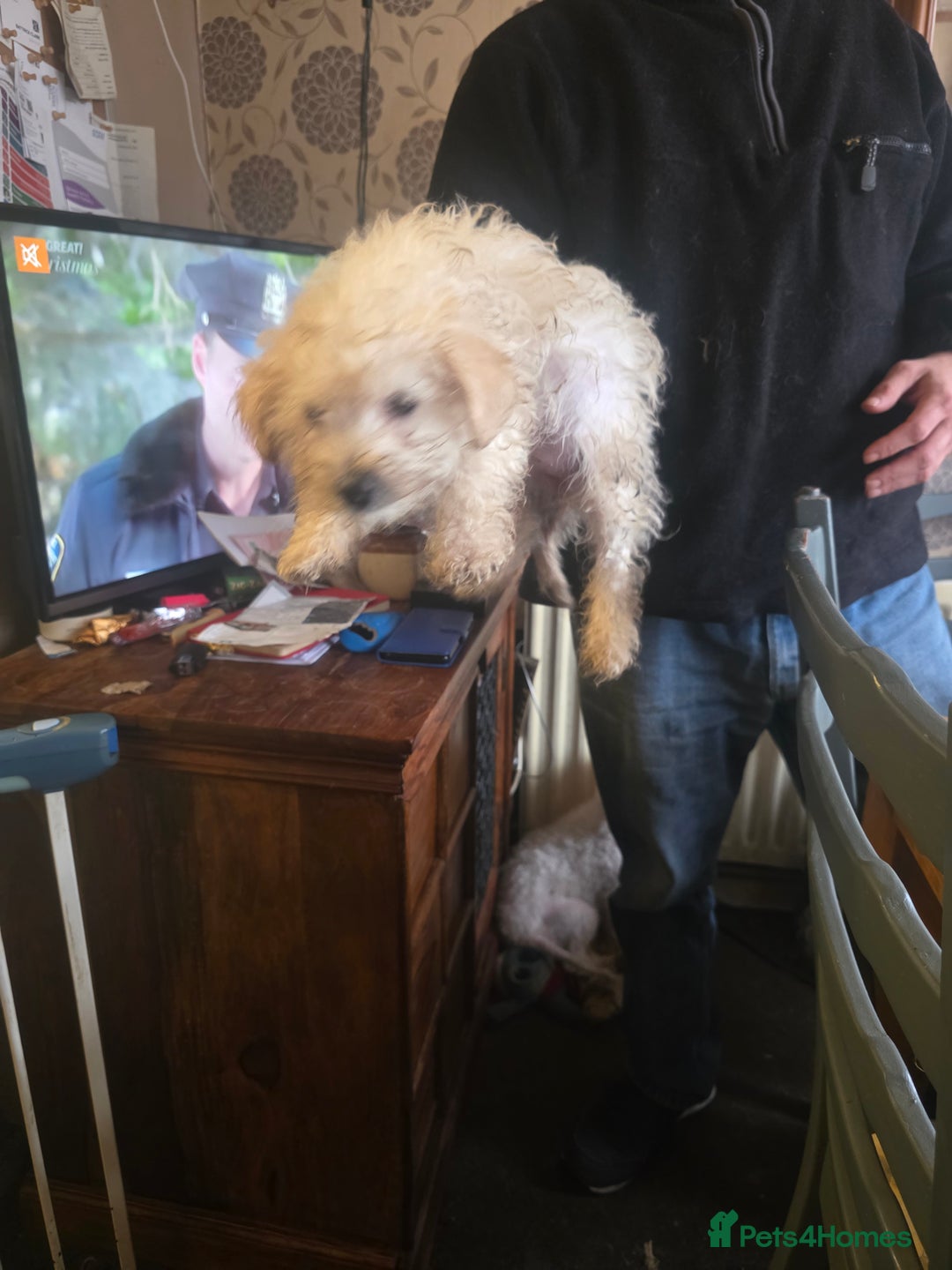 Cavachon dogs for sale: Bichon  - Image 4