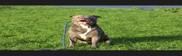 Staffordshire Bull Terrier dogs for sale: Blue staff puppies  - Advert 9