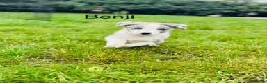 Benji