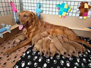 Golden Retriever dogs Dark Golden Retriever Puppies Health-Tested - Advert 5
