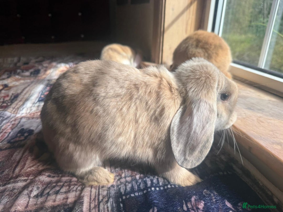 English Lop rabbits for sale: 4 Cute friendly lop bunnies - Image 4