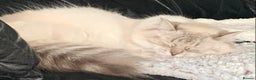 Ragdoll cats for sale: Lilac Lynx Ragdoll - Advert 3