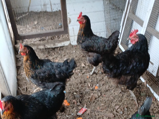 Chickens poultry Black tail chickens - Advert 14