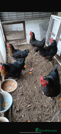 Chickens poultry Black tail chickens - Advert 1