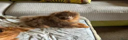 Pomeranian dogs for stud: Tiny KC lilac & tan stud  - Advert 6