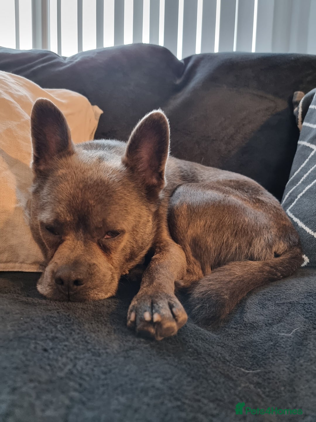 Mixed Breed dogs for sale: Ronnie  - Advert 11