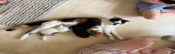 Mixed Breed cats for sale: Gorgeous kittens for sale in Stroud - Advert 18