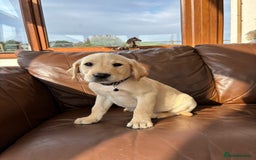 Labrador Retriever dogs for sale: 6 Beautiful Yellow Labradors  - Image 11