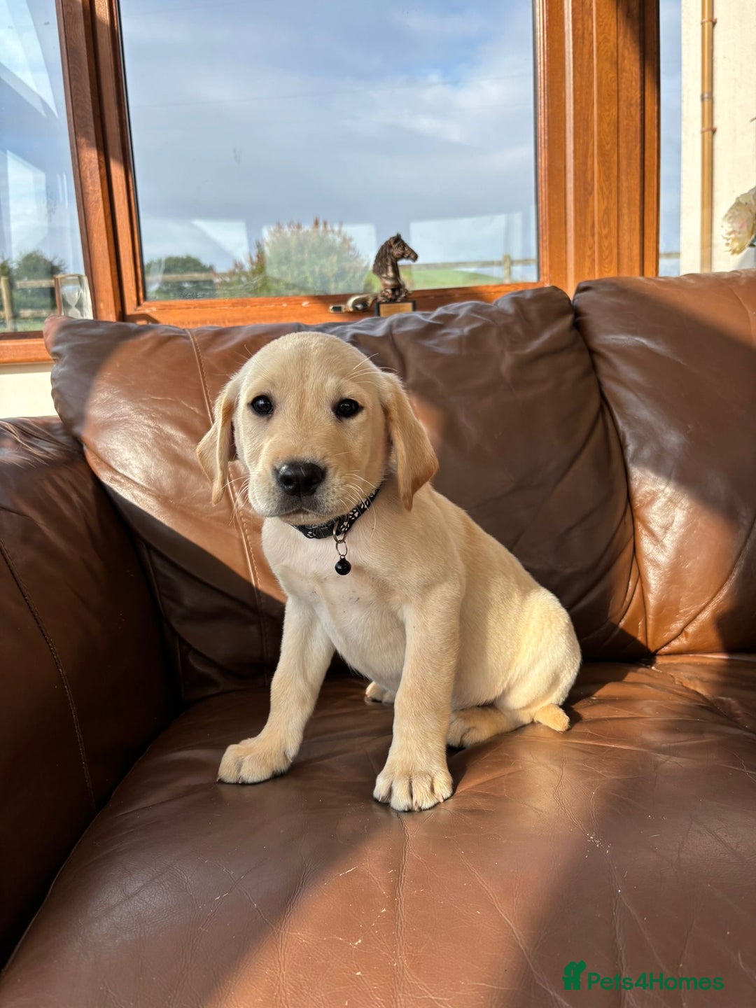 Labrador Retriever dogs for sale: 6 Beautiful Yellow Labradors  - Image 11