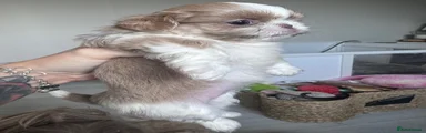 Shih Tzu 4