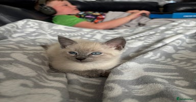 Siamese cats - Advert 5