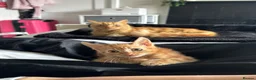 Mixed Breed cats for sale: Adorable male kitten - Advert 3