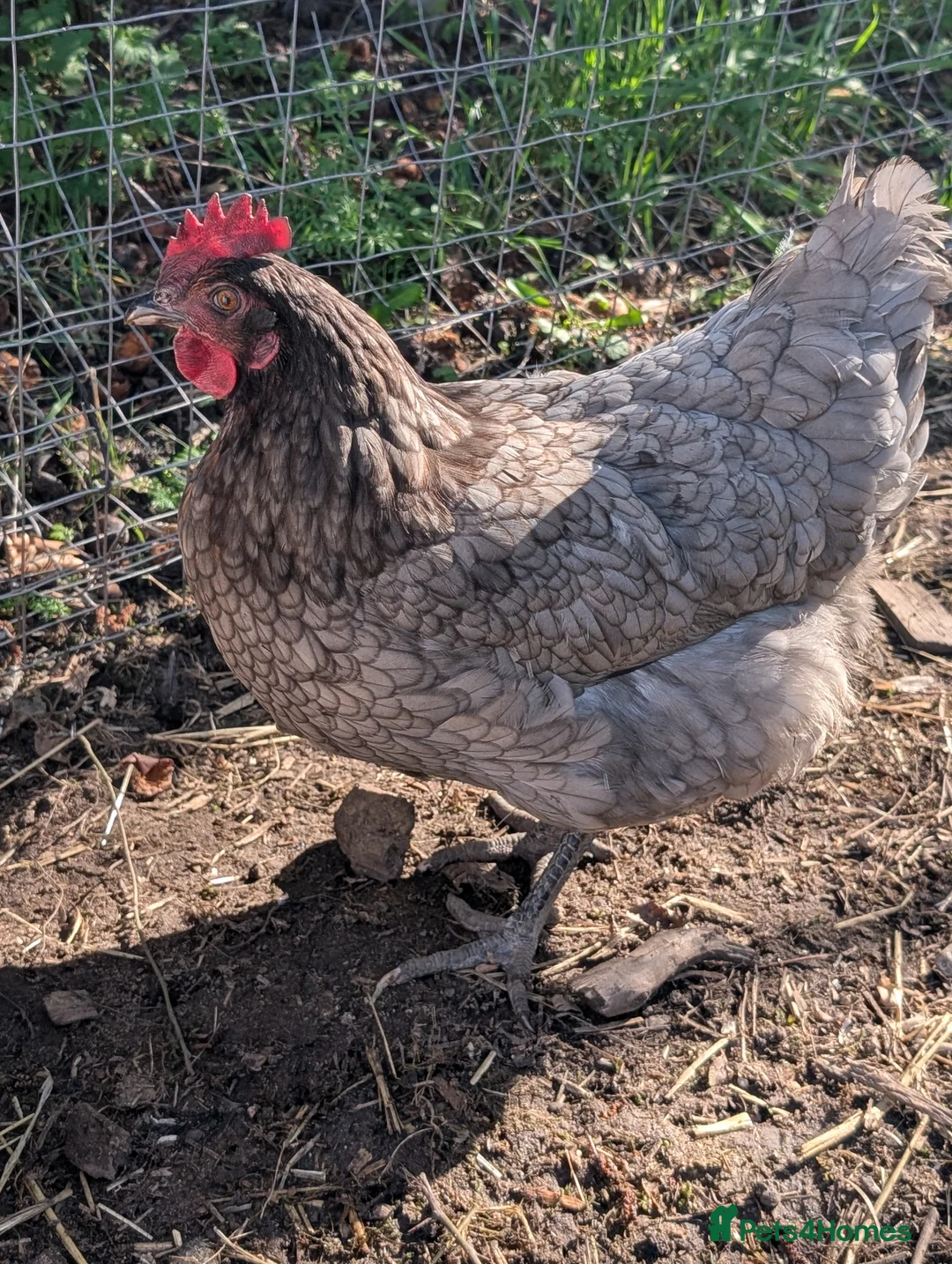 Chickens poultry for sale: Fertilised chicken eggs-mixed hybrid in Shrewsbury - Advert 2