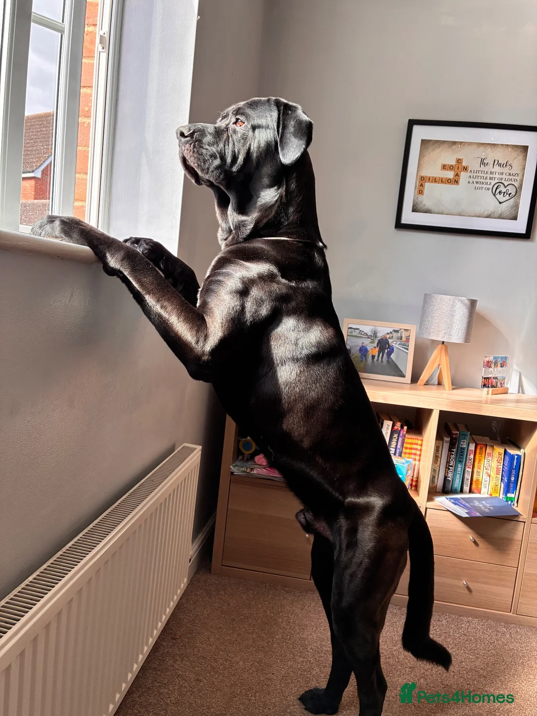 Mixed Breed dogs for sale: Looking for a new home in Ipswich - Advert 1