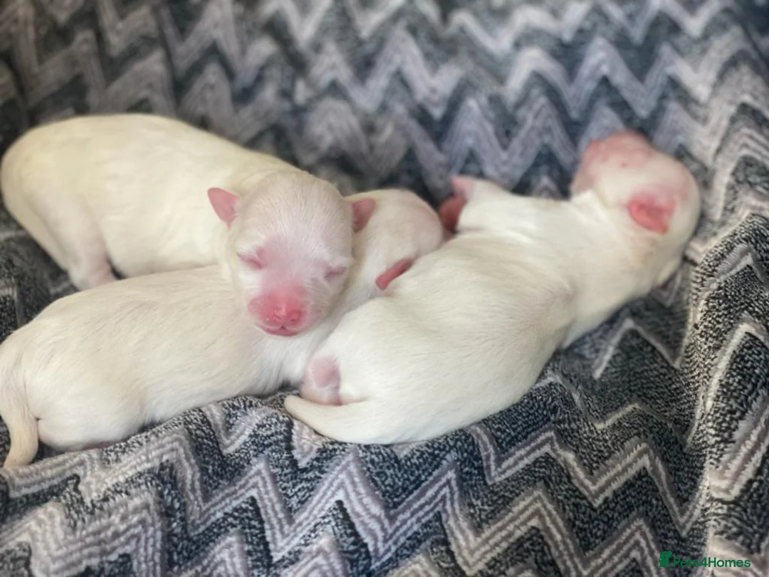 Maltese dogs for stud: STUNNING 💎DIAMOND💎 OPEN AT STUD HEALTH TESTED in Grays - Advert 7