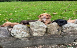 Cocker Spaniel dogs for sale: Cocker spaniel puppies  - Image 1