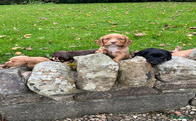 Cocker Spaniel dogs - Advert 1