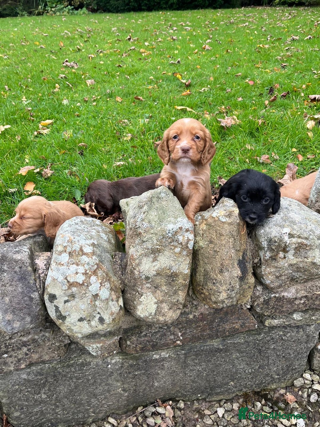 Cocker Spaniel dogs for sale: Cocker spaniel puppies  - Image 1
