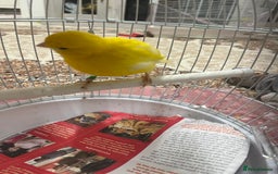 Lovebirds birds for sale: Male & female  - Advert 1