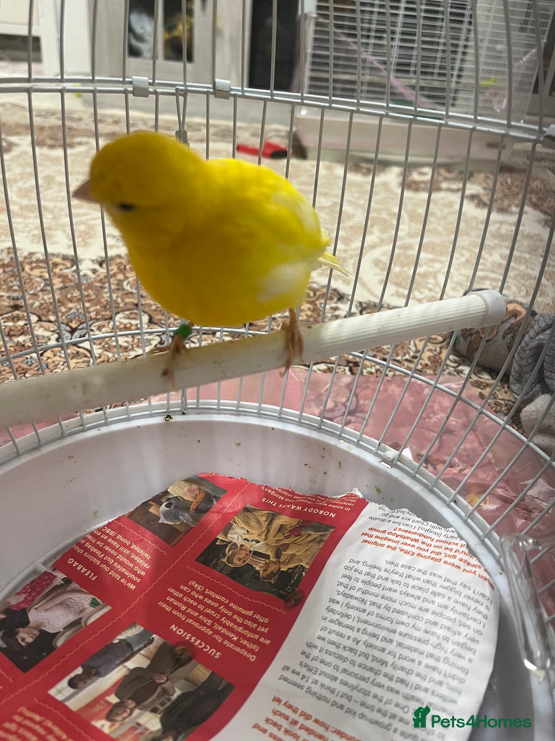 Lovebirds birds for sale: Male & female  - Advert 1