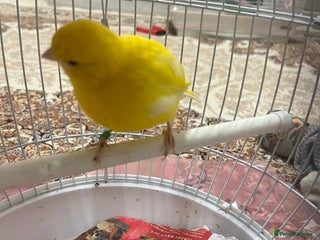 Lovebirds birds Male & female - Advert 17