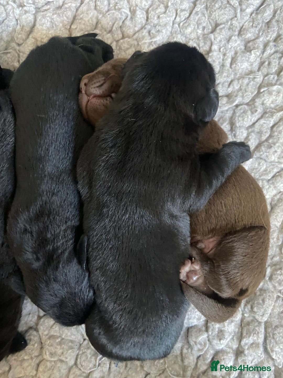 Labrador Retriever dogs for sale: KC registered Labrador pups ready October  - Image 19