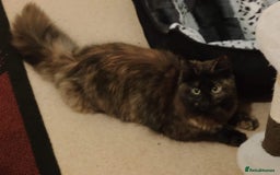 Maine Coon cats for sale: Adorable kittens Mixed Maine Coon  - Image 5