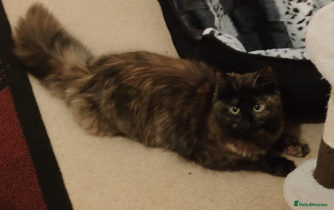 Maine Coon cats for sale: Adorable kittens Mixed Maine Coon  - Image 5