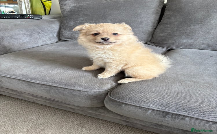 Pomeranian dogs - Advert 4