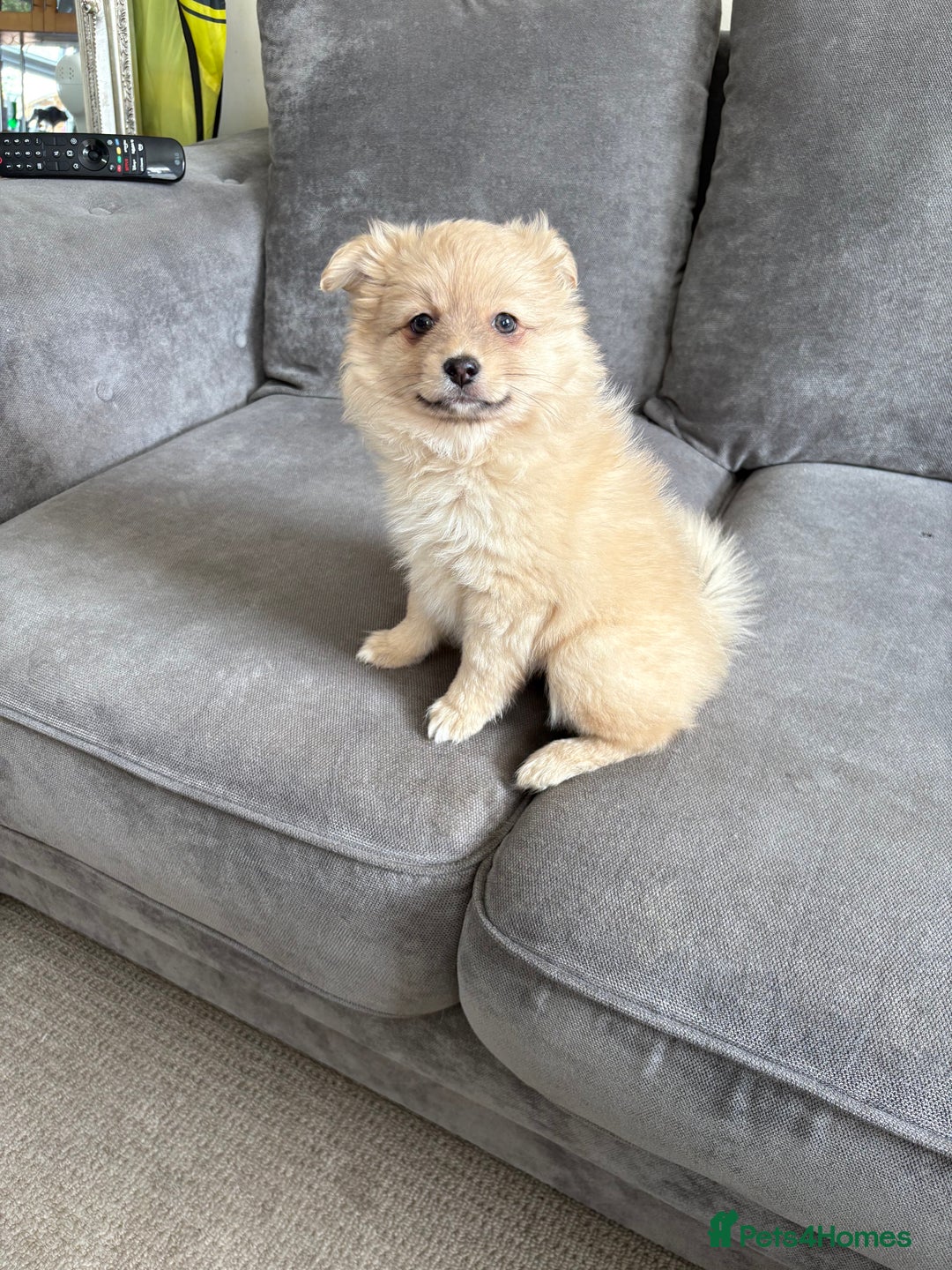 Pomeranian dogs for sale: Pomeranian puppies girl and boy  - Image 2