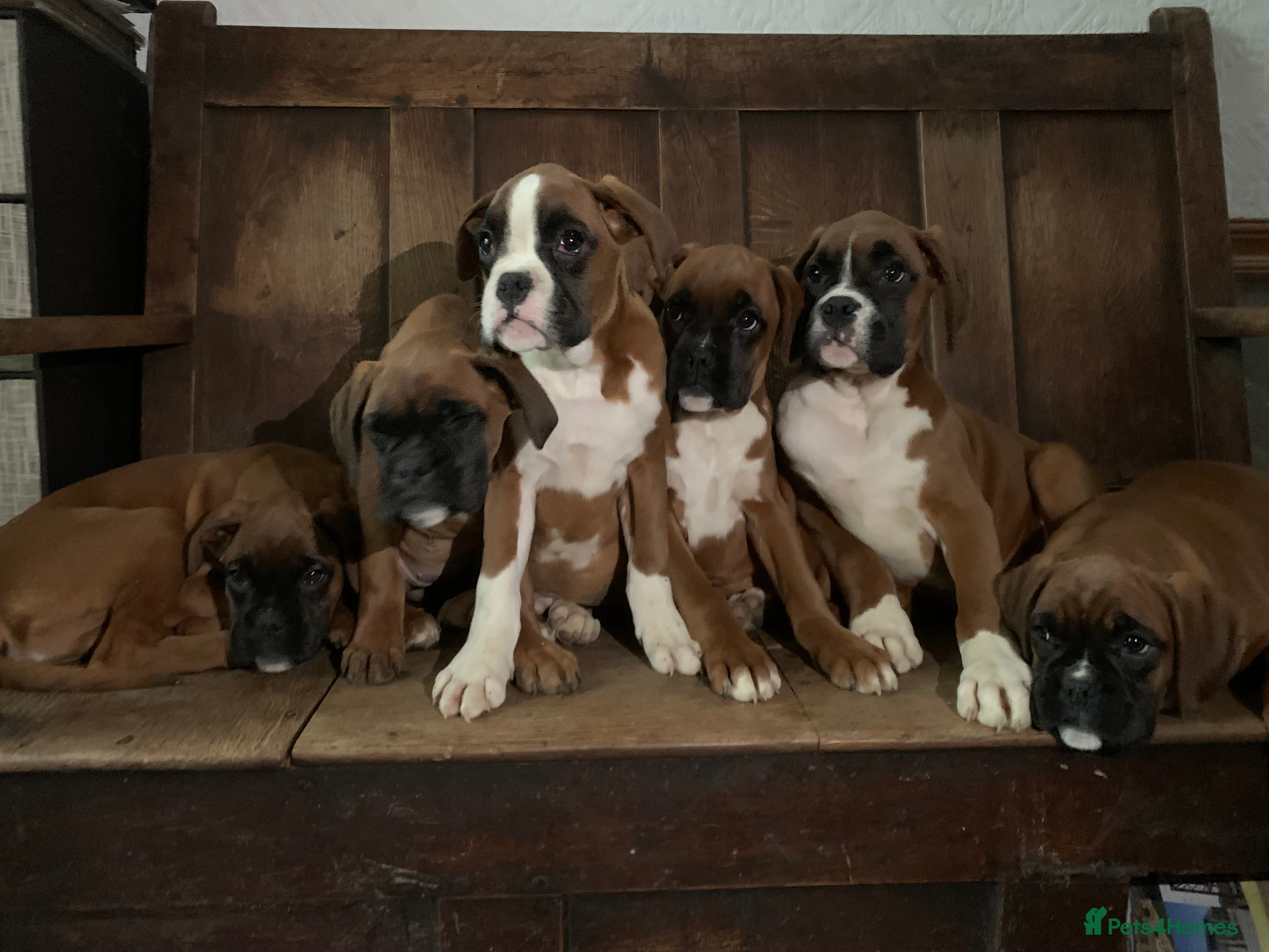 Boxer dogs Beautiful boxer pups - Advert 1