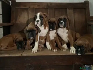 Boxer dogs Beautiful boxer pups - Advert 1