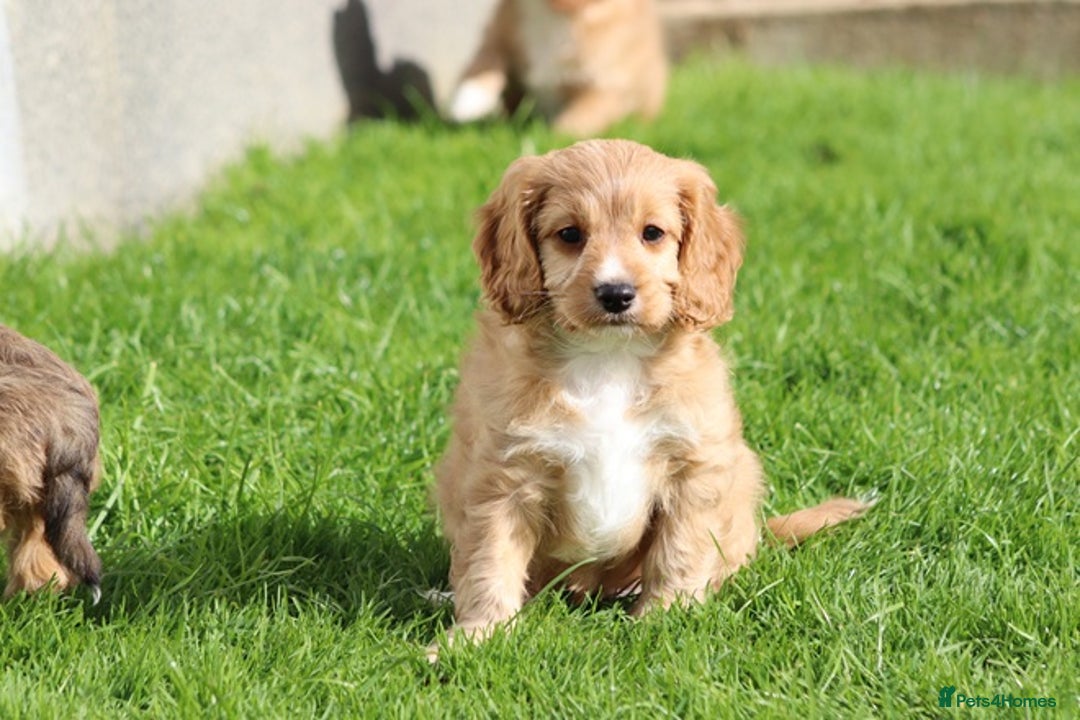 Cavapoo dogs for sale: F1 Cavapoo puppies for sale - Image 22