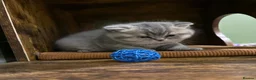 British Shorthair cats for sale: Beautiful BSH kittens GCCF reg - Advert 6