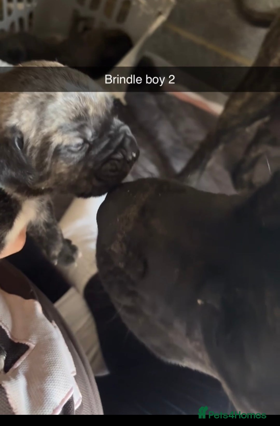 Cane Corso dogs for sale: Cane Corso first litter of puppies !! - Image 10