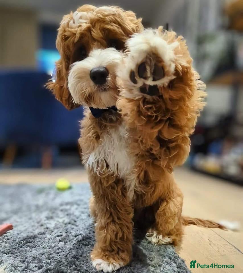 Australian Labradoodle dogs Genuine Australian Labradoodle Waiting List - Advert 1