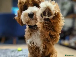 Australian Labradoodle dogs Genuine Australian Labradoodle Waiting List - Advert 3