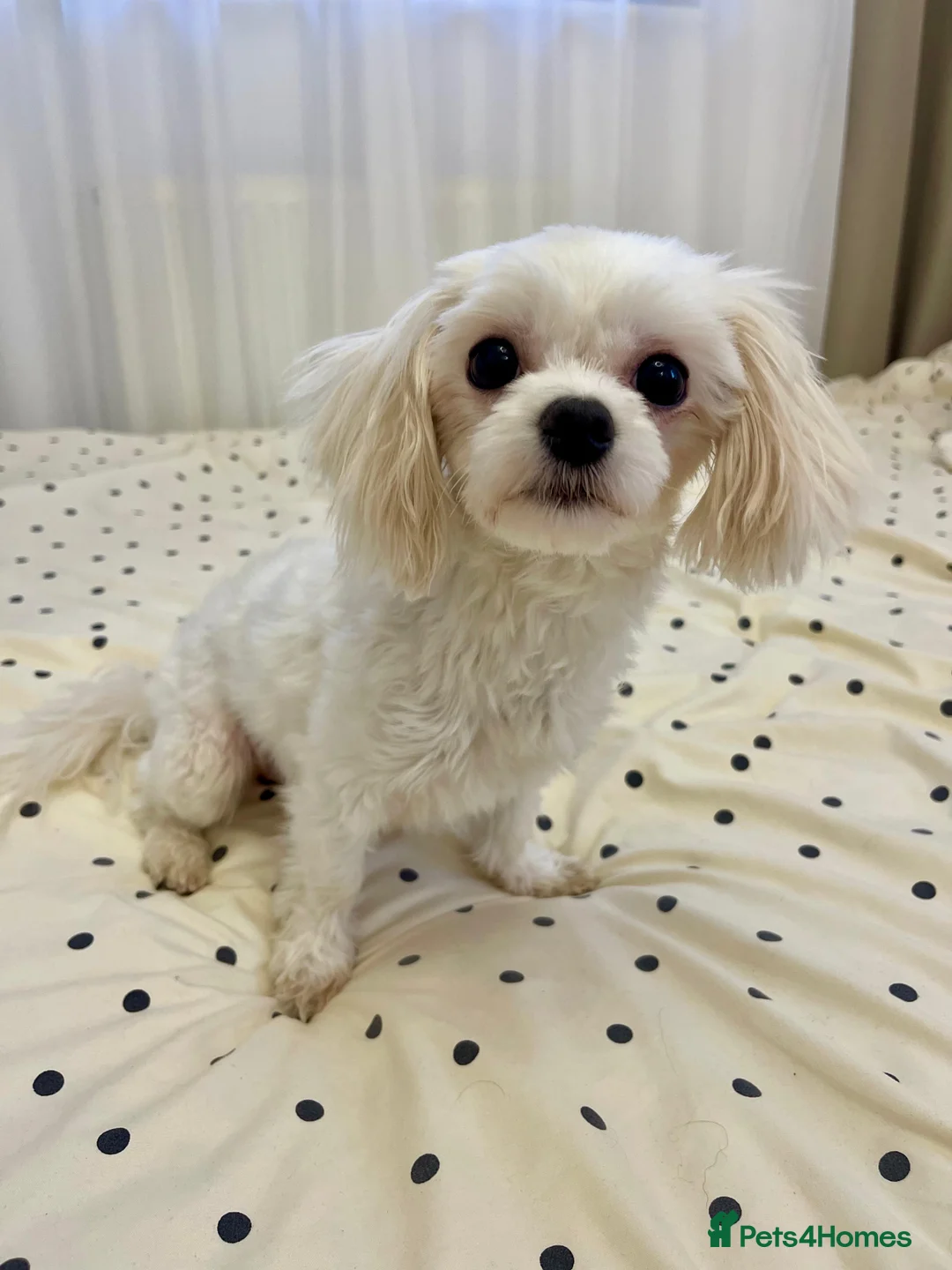 Maltese dogs for sale: Adorable 3.5 years old girl  - Advert 7