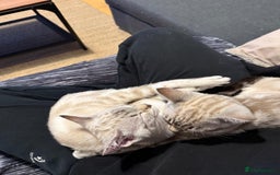 Bengal cats for sale: Buzz and Woody - Image 6