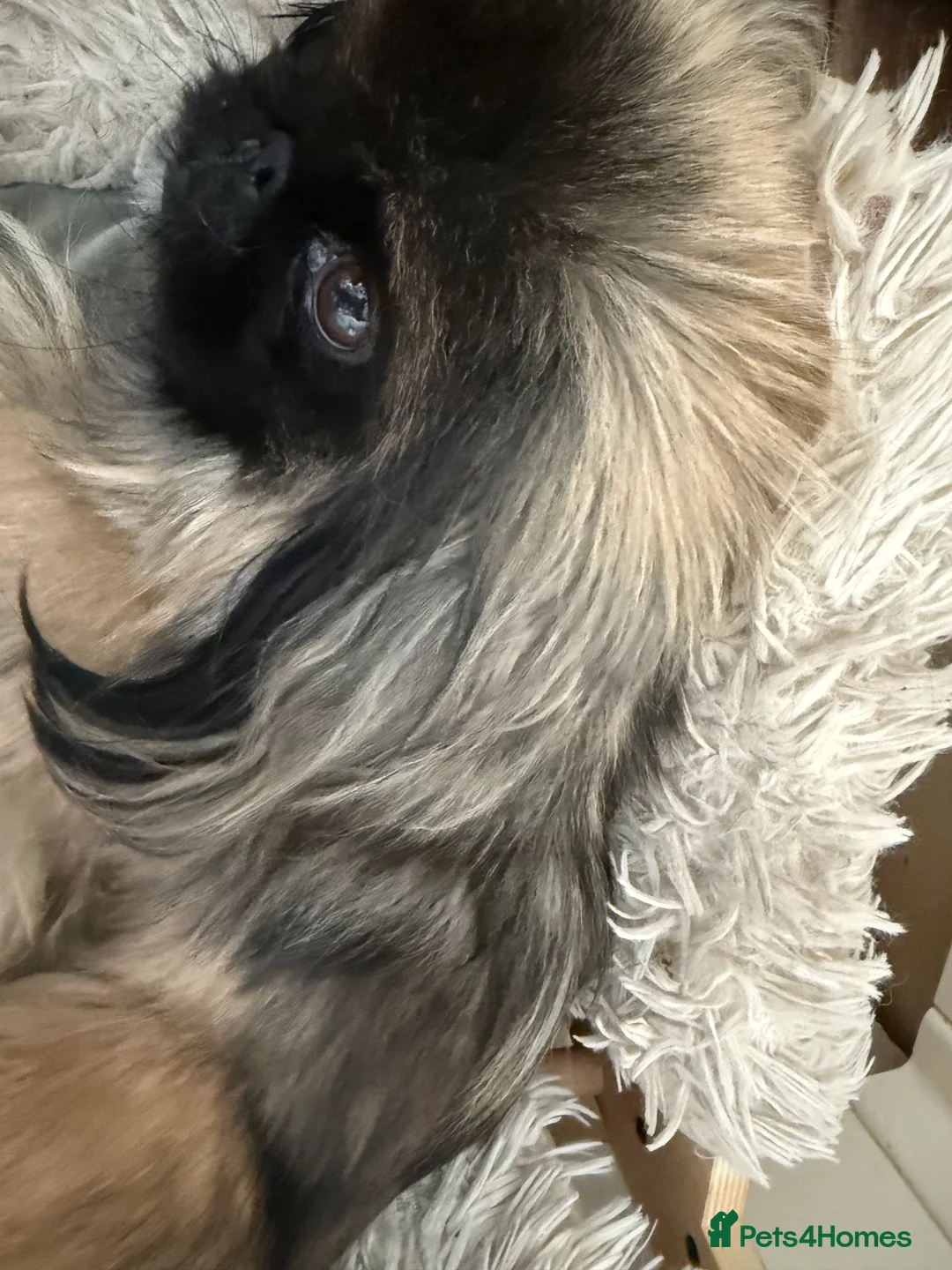 Pekingese dogs for sale: Pure pekingese black mask male puppies - Advert 1