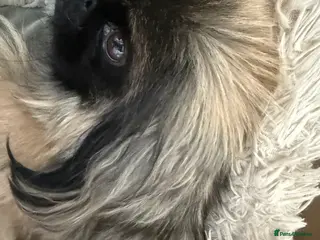 Pekingese dogs Pure pekingese black mask male puppies - Advert 1