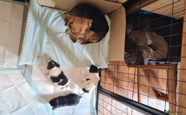 Jack Russell dogs - Advert 1