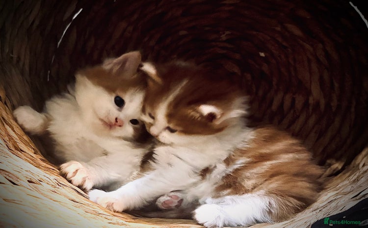 Mixed Breed cats - Advert 5