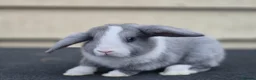 Mini Lop rabbits for sale: Baby lop eared rabbits - Advert 1