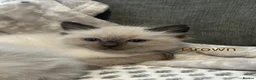 Ragdoll cats for sale: Ragdoll Kittens, Ready Now - Advert 23