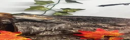Bearded Dragon reptiles for sale: Bearded dragon  in Canterbury - Advert 1
