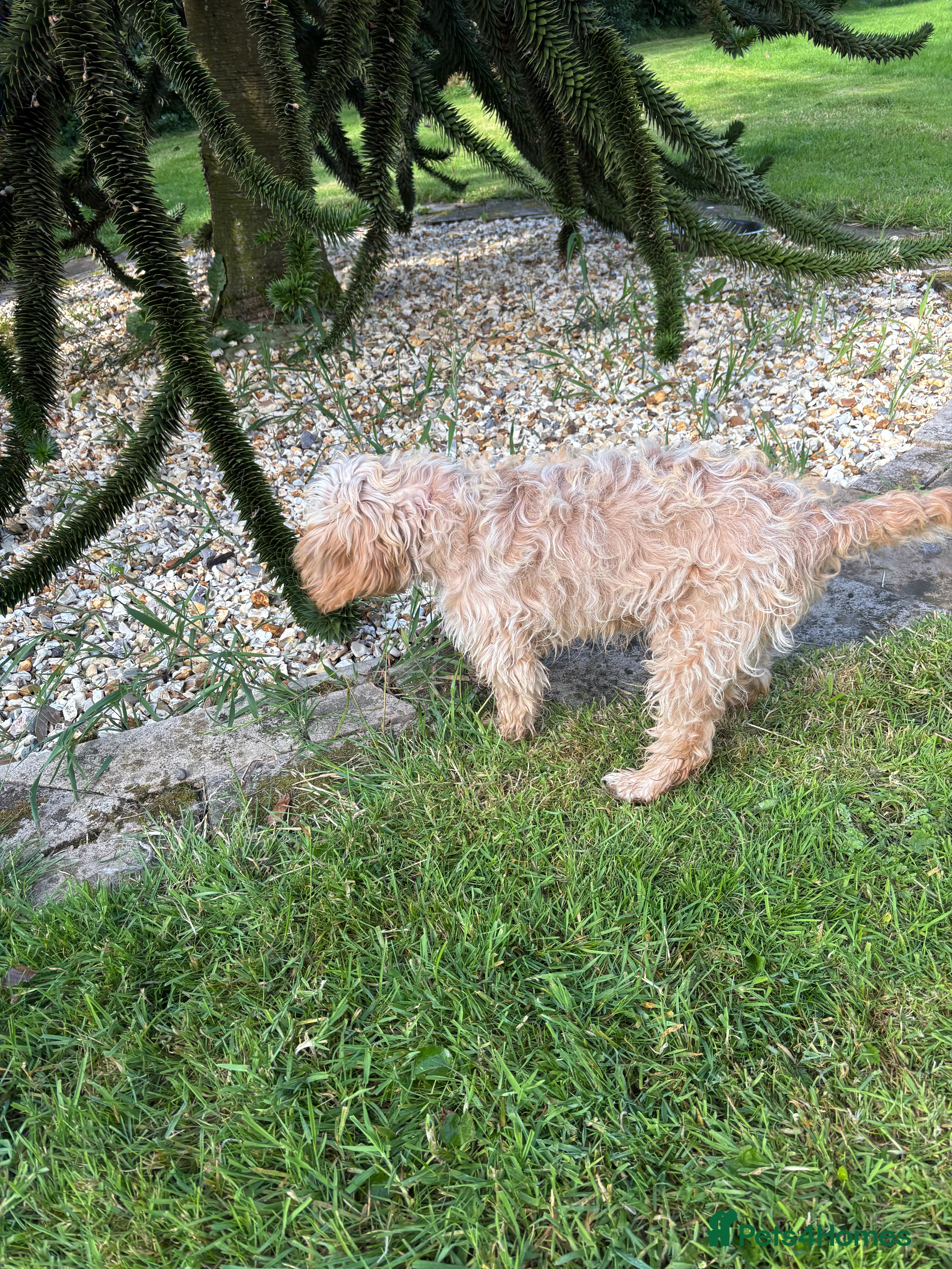 Cavapoo dogs Cavapoo Puppies for Sale! - Advert 2
