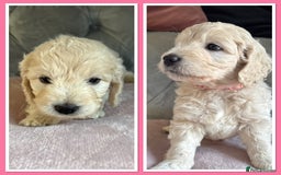 Goldendoodle dogs for sale: Stunning f1 Mini Goldendoodles Family Raised - Image 22
