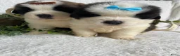 Saint Bernard dogs for sale: STUNNING ST BERNARD PUPPIES - Advert 13