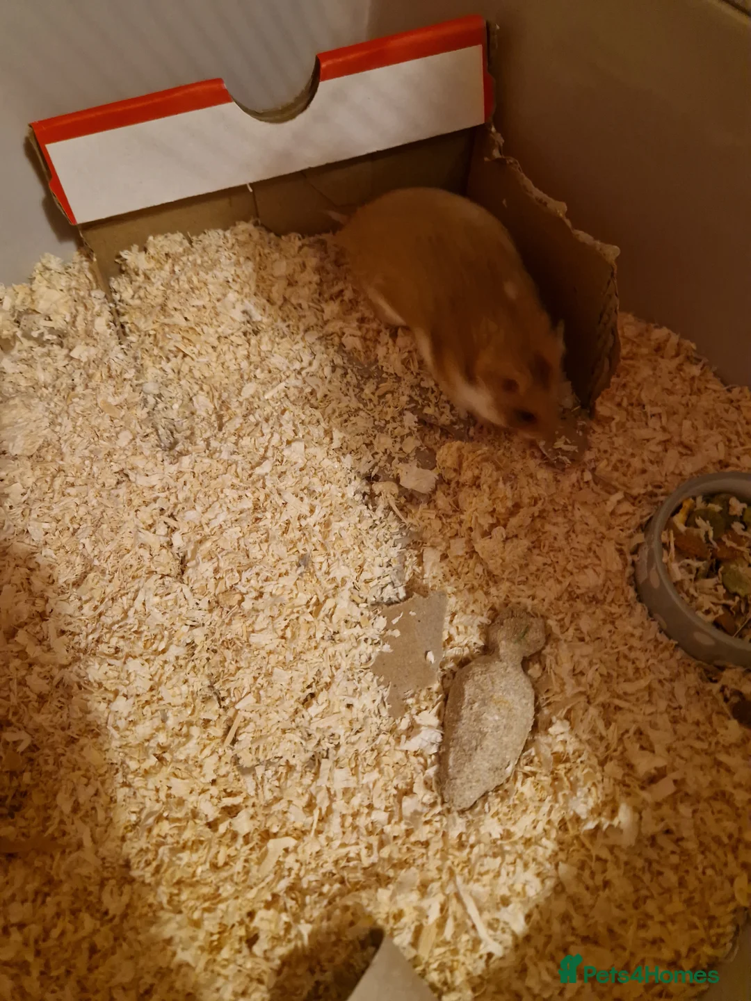 Hamster rodents for sale: Syrian hamster and cage  - Advert 2
